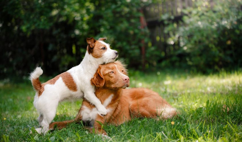 Uncovering the Unique Traits of the Beagle Harrier: A Rare Breed Unlike Any Other