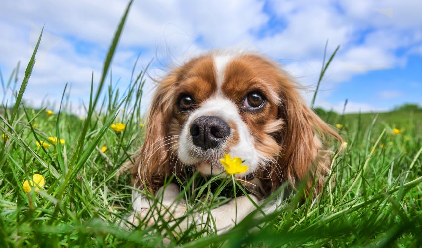 Essential Guide: Identifying and Treating Common Health Issues in Dog Breeds